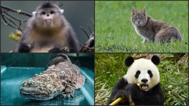 5 Fauna Endemik China yang digunakan yang disebutkan Mengejutkan, Salah Satunya Panda Raksasa