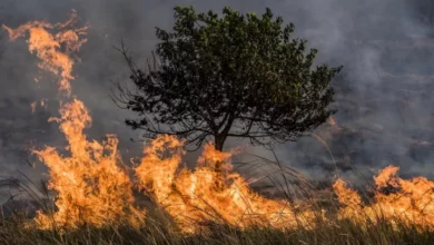 Cuaca Kering Picu Kebakaran Hutan Besar pada Korea Selatan