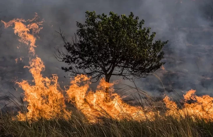 Cuaca Kering Picu Kebakaran Hutan Besar pada Korea Selatan