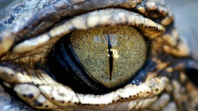 Fungsi dan juga Cara Kerja Selaput Mata Buaya, Rahasia Unik Sang Predator