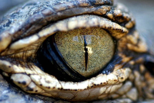 Fungsi dan juga Cara Kerja Selaput Mata Buaya, Rahasia Unik Sang Predator