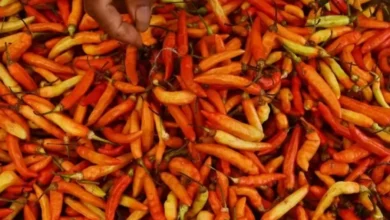 Hal ini Strategi Bapanas Tekan Harga Cabai yang tersebut yang disebutkan Tengah Meroket