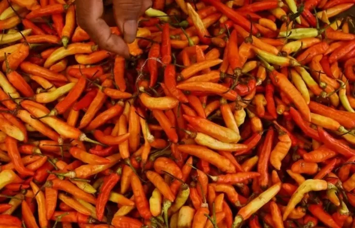 Hal ini Strategi Bapanas Tekan Harga Cabai yang tersebut yang disebutkan Tengah Meroket