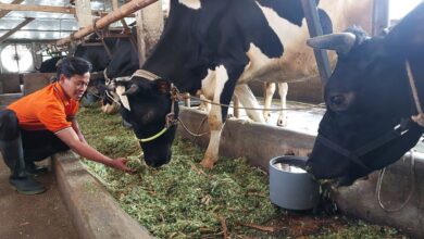 Ada tren peningkatan peternak milenial kembangkan kualitas sapi perah