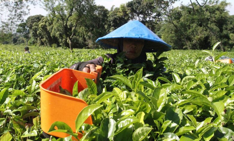 Perbedaan karyawan berikutnya buruh: Definisi, hak, kemudian status pekerjaan
